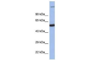 Western Blot showing IRF8 antibody used at a concentration of 1.