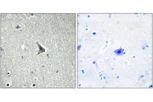 Immunohistochemistry analysis of paraffin-embedded human brain tissue, using GPR137C Antibody. (GPR137C anticorps  (AA 256-305))