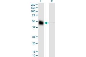 Western Blot analysis of KRT18 expression in transfected 293T cell line by KRT18 monoclonal antibody (M01), clone 2F8.