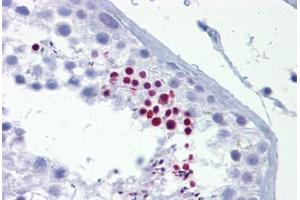 Anti-TLE4 antibody IHC staining of human testis. (TLE4 anticorps  (AA 215-264))