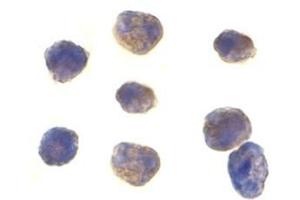 Immunocytochemistry of TAB1 in K562 cells with this product at 1 μg/ml.