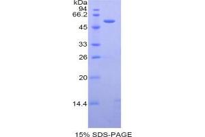 SDS-PAGE analysis of Mouse Caspase 14 Protein. (CASP14 Protéine)