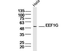 Lane 1: HeLa lysates probed with EEF1G Polyclonal Antibody, Unconjugated  at 1:300 overnight at 4˚C. (EEF1G anticorps  (AA 251-350))