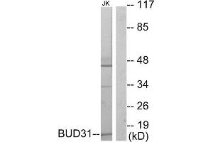 Western blot analysis of extracts from Jurkat cells, using BUD31 antibody. (BUD31 anticorps  (N-Term))