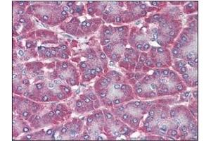 Immunohistochemistry (IHC) image for anti-5'-Nucleotidase, Ecto (CD73) (NT5E) (AA 27-252) antibody (ABIN238367)