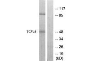 Western Blotting (WB) image for anti-Transcription Factor-Like 5 (Basic Helix-Loop-Helix) (TCFL5) (AA 311-360) antibody (ABIN2889805) (TCFL5 anticorps  (AA 311-360))