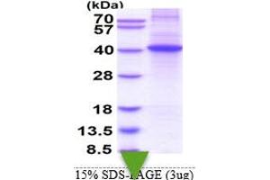 SDS-PAGE (SDS) image for Docking Protein 4 (DOK4) (AA 1-326) protein (His tag) (ABIN5853592)