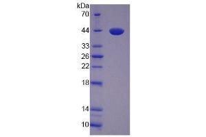 SDS-PAGE of Protein Standard from the Kit (Highly purified E. (VGF Kit ELISA)