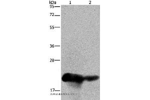 Western blot analysis of Human placenta and breast infiltrative duct tissue, using CSH1 Polyclonal Antibody at dilution of 1:200