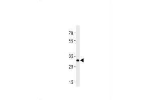 DANREhoxb8b Antibody (C-term) Azb10013a western blot analysis in zebra fish brain tissue lysates (35 μg/lane).