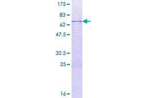 Image no. 1 for Small Nuclear RNA Activating Complex, Polypeptide 2, 45kDa (SNAPC2) (AA 1-334) protein (GST tag) (ABIN1320760)