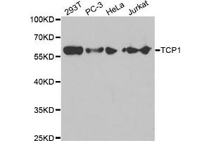 Western blot analysis of extracts of various cell lines, using TCP1 antibody (ABIN5971010) at 1/1000 dilution. (TCP1 alpha/CCTA anticorps)