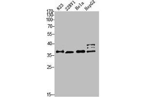 Western blot analysis of 823 22RV1 HELA HEPG2 Cell Lysate, antibody was diluted at 1:2000. (PMEPA1 anticorps  (AA 1268-1341))