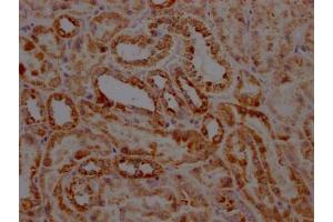 IHC image of ABIN7127828 diluted at 1:100 and staining in paraffin-embedded human kidney tissue performed on a Leica BondTM system.