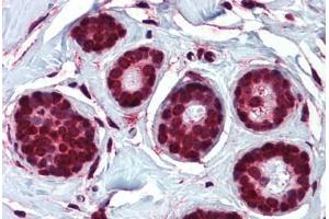 Anti-ELOVL5 antibody  ABIN960767 IHC staining of human breast.