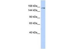 Image no. 1 for anti-Glutamyl-Prolyl-tRNA Synthetase (EPRS) (AA 1440-1489) antibody (ABIN6740954) (EPRS anticorps  (AA 1440-1489))