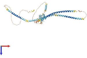 AlphaFold protein structure predicition of Human Recombinant EFCAB14 Protein, UniprotID O75071