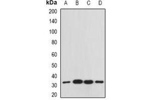 Western blot analysis of RACK1 expression in Raji (A), Hela (B), mouse spleen (C), mouse liver (D) whole cell lysates.
