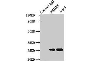 Immunoprecipitating PRDX6 in Hela whole cell lysate Lane 1: Rabbit control IgG (1 μg) instead of ABIN7162945 in Hela whole cell lysate.