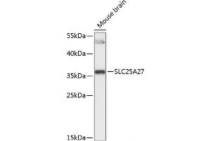 Western blot analysis of extracts of Mouse brain using SLC25A27 Polyclonal Antibody at dilution of 1:3000. (SLC25A27 anticorps)