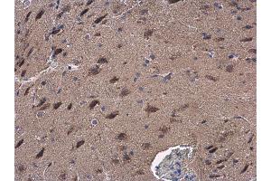 IHC-P Image GOT2 antibody detects GOT2 protein at cytoplasm in mouse brain by immunohistochemical analysis.