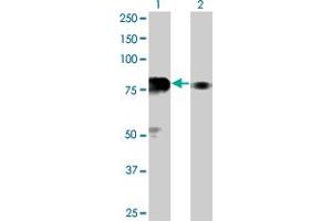 Western Blot analysis of SP100 expression in transfected 293T cell line by SP100 monoclonal antibody (M02), clone 1G6.