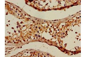 Immunohistochemistry of paraffin-embedded human testis tissue using ABIN7154138 at dilution of 1:100 (GAPDH anticorps  (AA 3-335))
