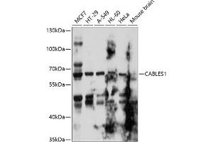 Western blot analysis of extracts of various cell lines, using C antibody  at 1:1000 dilution.
