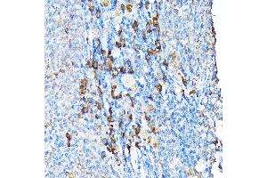 Immunohistochemistry of paraffin-embedded mouse spleen using ETFA Rabbit pAb  at dilution of 1:200 (40x lens). (ETFA anticorps  (AA 1-333))