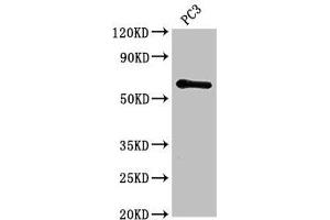 Western Blot Positive WB detected in: PC-3 whole cell lysate All lanes: HRH1 antibody at 2. (HRH1 anticorps  (AA 211-416))