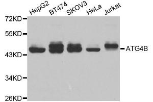Western blot analysis of extracts of various cell lines, using ATG4B antibody. (ATG4B anticorps)