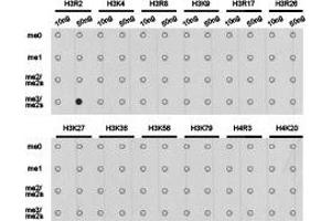 Dot-blot analysis of all sorts of methylation peptides using H3R2me2s antibody. (Histone 3 anticorps  (H3R2me2s))