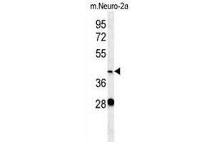 VASH2 Antibody (C-term) (ABIN657877 and ABIN2846833) western blot analysis in mouse Neuro-2a cell line lysates (35 μg/lane). (Vasohibin 2 anticorps  (C-Term))