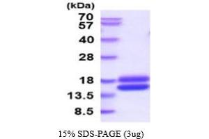 Cystatin C (CST3) (AA 21-140) (Active) protein (His tag)
