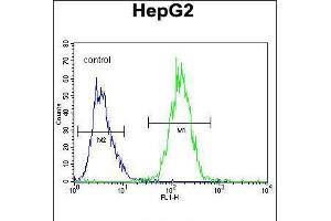 Flow cytometric analysis of HepG2 cells (right histogram) compared to a negative control cell (left histogram). (RDH13 anticorps  (AA 166-194))