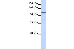 WDR63 antibody used at 1 ug/ml to detect target protein.