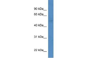 WB Suggested Anti-Kcnk5 Antibody   Titration: 1.