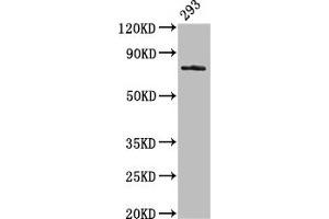 Western Blot Positive WB detected in: 293 whole cell lysate All lanes: GAS6 antibody at 3. (GAS6 anticorps  (AA 70-217))