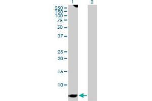 Western Blot analysis of GNG7 expression in transfected 293T cell line by GNG7 MaxPab polyclonal antibody. (GNG7 anticorps  (AA 1-68))