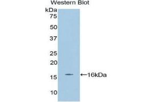 Western Blotting (WB) image for anti-Erythropoietin (EPO) (AA 82-192) antibody (ABIN1858731)