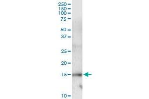 Immunoprecipitation of UBE2L6 transfected lysate using anti-UBE2L6 MaxPab rabbit polyclonal antibody and Protein A Magnetic Bead , and immunoblotted with UBE2L6 MaxPab mouse polyclonal antibody (B01) .
