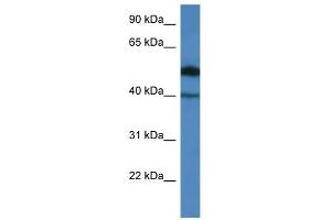 Western Blot showing C9orf64 antibody used at a concentration of 1. (C9orf64 anticorps  (N-Term))
