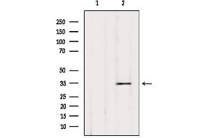 Western blot analysis of extracts from HUVEC, using OR52L2 Antibody. (OR52L2 anticorps)
