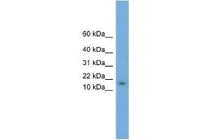 WB Suggested Anti-HRSP12 Antibody Titration: 0. (HRSP12 anticorps  (N-Term))