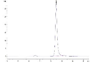 The purity of Biotinylated Human PLAU/uPA (activated by trypsin) is greater than 95 % as determined by SEC-HPLC.