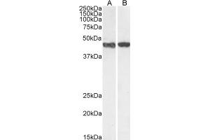 (ABIN185271) (1 μg/mL) staining of HeLa (A) and NIH3T3 (B) cell lysate (35 μg protein in RIPA buffer).