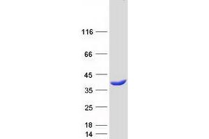 Validation with Western Blot