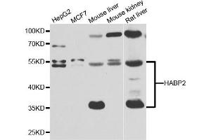 Western blot analysis of extracts of various cell lines, using HABP2 antibody.