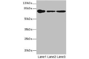 Western blot All lanes: FZD3 antibody at 1.