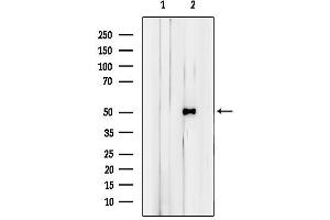 anti-Basic Helix-Loop-Helix Family, Member E41 (BHLHE41) (N-Term) antibody